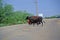 Bull crossing road in front of car, Oracle, AZ