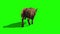 Bull Dark Hair Walkcycle Back Green Screen 3D Rendering Loop