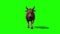 Bull Dark Hair Walkcycle Front Green Screen 3D Rendering Loop