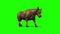 Bull Dark Hair Walkcycle Green Screen 3D Rendering Loop