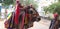 A bull is decorated for south Indian& x27;s festival purpose.