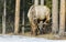 Bull Deer in Banff National Park