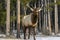 Bull Deer in Banff National Park