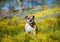 Bull dog posing in the wild flowers