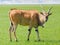Bull of the eland antelope in steppe
