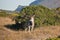 Bull Eland grazing in the Bush of South Africa