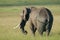 Bull Elephant alone on the Masai Mara, Africa (Kenya)