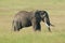 Bull Elephant alone on the Masai Mara, Africa (Kenya)