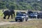 A bull elephant heads towards the srcub through a group of safari jeeps at Minneriya National Park in central Sri Lanka.