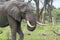 A Bull elephant with massive tusks