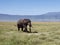 Bull Elephant in Ngorongoro Crater, Tanzania