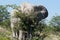 Bull elephant scratching on much smaller tree in African national park