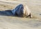 Bull Elephant Seal on San Simeon Beach - California