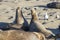 Bull Elephant Seal on San Simeon Beach - California