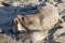 Bull Elephant Seal on San Simeon Beach - California