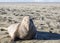 Bull Elephant Seal on San Simeon Beach - California