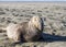 Bull Elephant Seal on San Simeon Beach - California