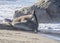 Bull Elephant Seal on San Simeon Beach - California