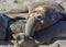 Bull Elephant Seal on San Simeon Beach - California