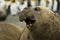 Bull Elephant Seal Sowing Off Large Nose