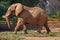 A bull elephant walking fast