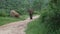 A bull elephant walking on the road