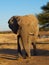 Bull elephant with waterhole in background