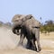 Bull Elephants Fighting - Botswana