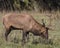 Bull Elk