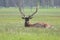 Bull Elk