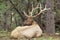 Bull Elk