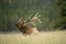 Bull Elk