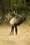 Bull Elk