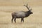 Bull Elk