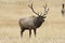 Bull Elk