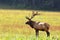 Bull elk during autumn at Cataloochee Valley in the Great Smoky Mountains of North Carolina