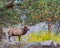 Bull Elk, Autumn COlors, Rocky Mountain National Park, CO