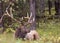 Bull Elk in Autumn in Wyoming