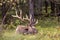 Bull Elk Bedded in Autumn in Wyoming