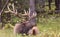 Bull Elk Bedded in Autumn in Wyoming