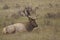 Bull Elk Bedded in Meadow