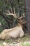 Bull Elk Bedded in Pines
