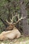 Bull Elk Bedded in Trees