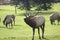 Bull elk bugle