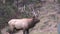 Bull Elk Bugling