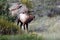 Bull elk bugling