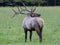 Bull elk bugling in Cataloochee, part of the Smokies.