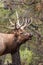 Bull Elk Bugling Close Up