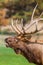 Bull Elk Bugling Close Up