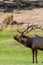 Bull Elk Bugling Close Up